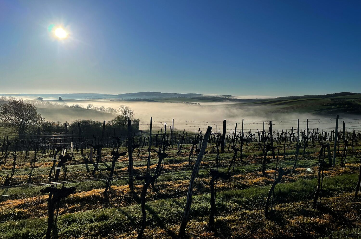 Weingarten mit Nebel