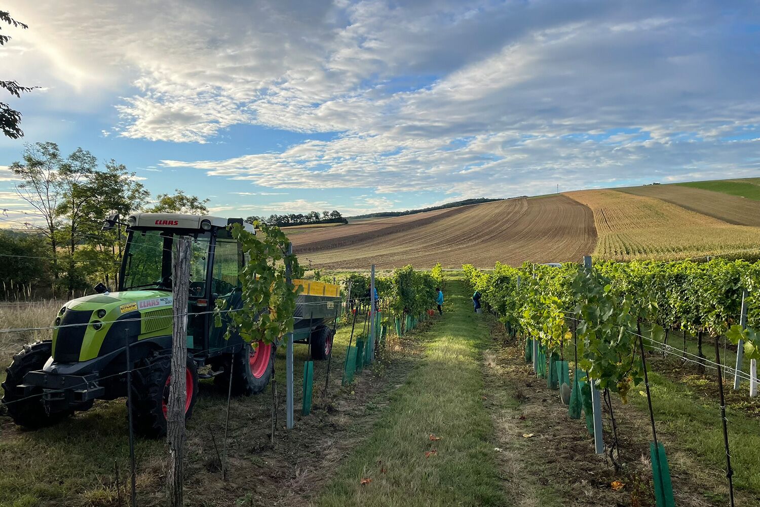 Händische Weinlese - Weingartentraktor