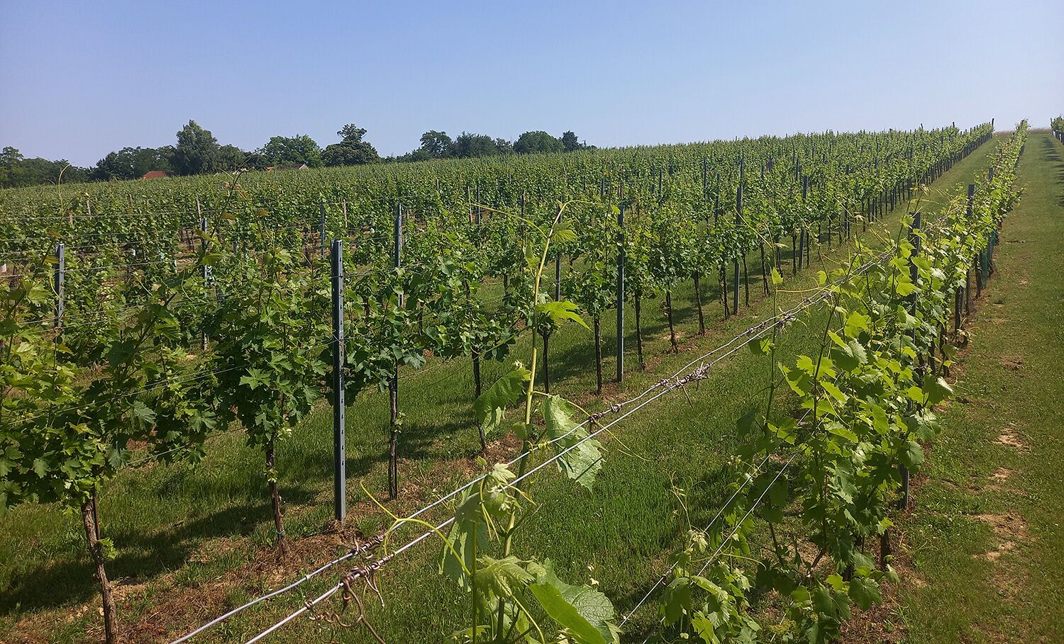 Weingarten im Frühjahr/Frühsommer